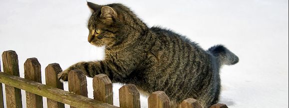 Mr&oacute;z ciężkim czasem dla zwierząt