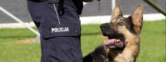 Psy nie znalazły zwłok