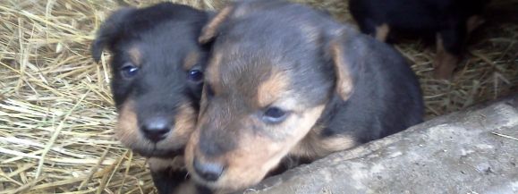 Dziś nowy program, jutro mini zoo?