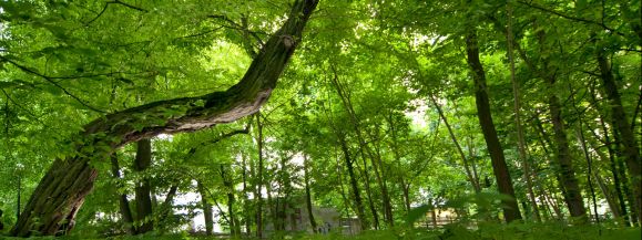 Mamy tylko 2,5 godziny  głosowanie