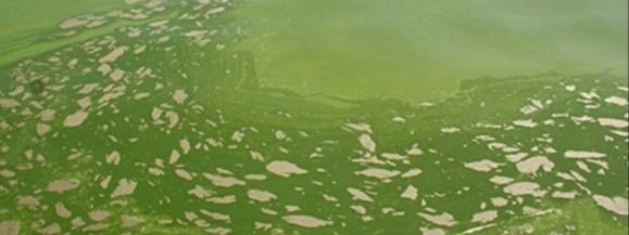 Zakaz kąpieli w zbiorniku wodnym &bdquo;R&oacute;wce&rdquo; ! A wszystko przez sinice