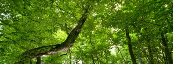 Trzy siedleckie drzewa pomnikami przyrody