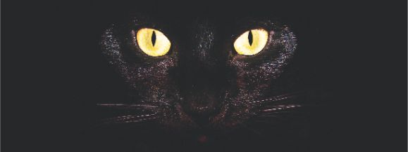 IV Wystawa kot&oacute;w rasowych w Chodowie