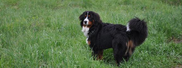 Wybieramy najlepszego weterynarza w Polsce!