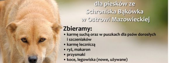 Studenci wspierają schronisko w Ostrowi Mazowieckiej. Przyłącz się!