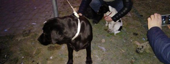 Ciężarna  labradorka  i mały  kundelek  czekają na swojego właściciela