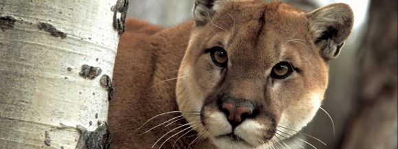 Puma w lasach na Podlasiu&hellip;