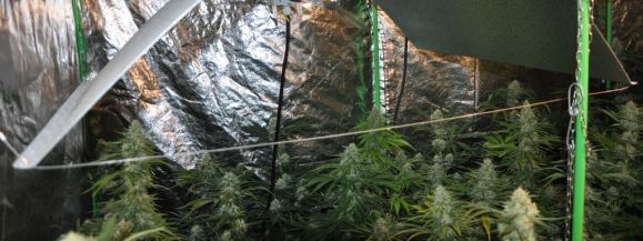 Areszt za nielegalną plantację marihuany