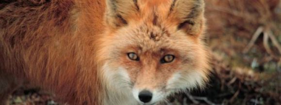 Uważajcie na czworonogi i nie dotykajcie preparatu! Z samolot&oacute;w zrzucają szczepionki dla lis&oacute;w