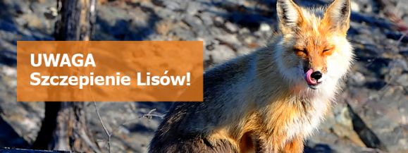 Jesienne szczepienie lis&oacute;w na Mazowszu