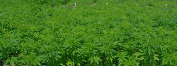 Węgrowscy kryminalni zlikwidowali plantację marihuany 